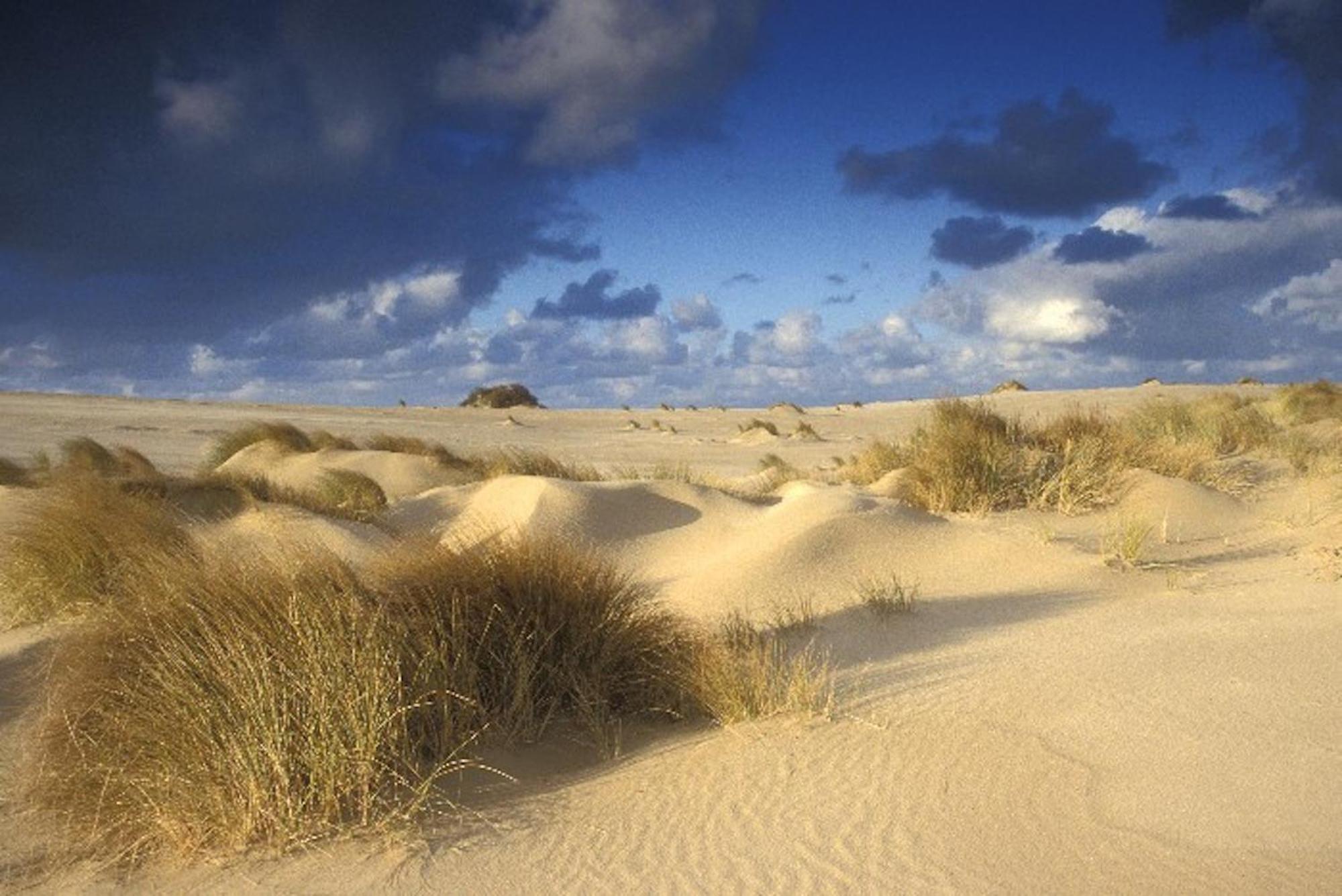 Ara Dune Hotel De Panne Dış mekan fotoğraf